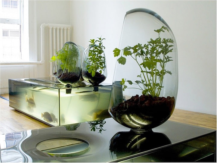 Indoor Eco-System With Freshwater Fish &amp; Vegetable Patch ...