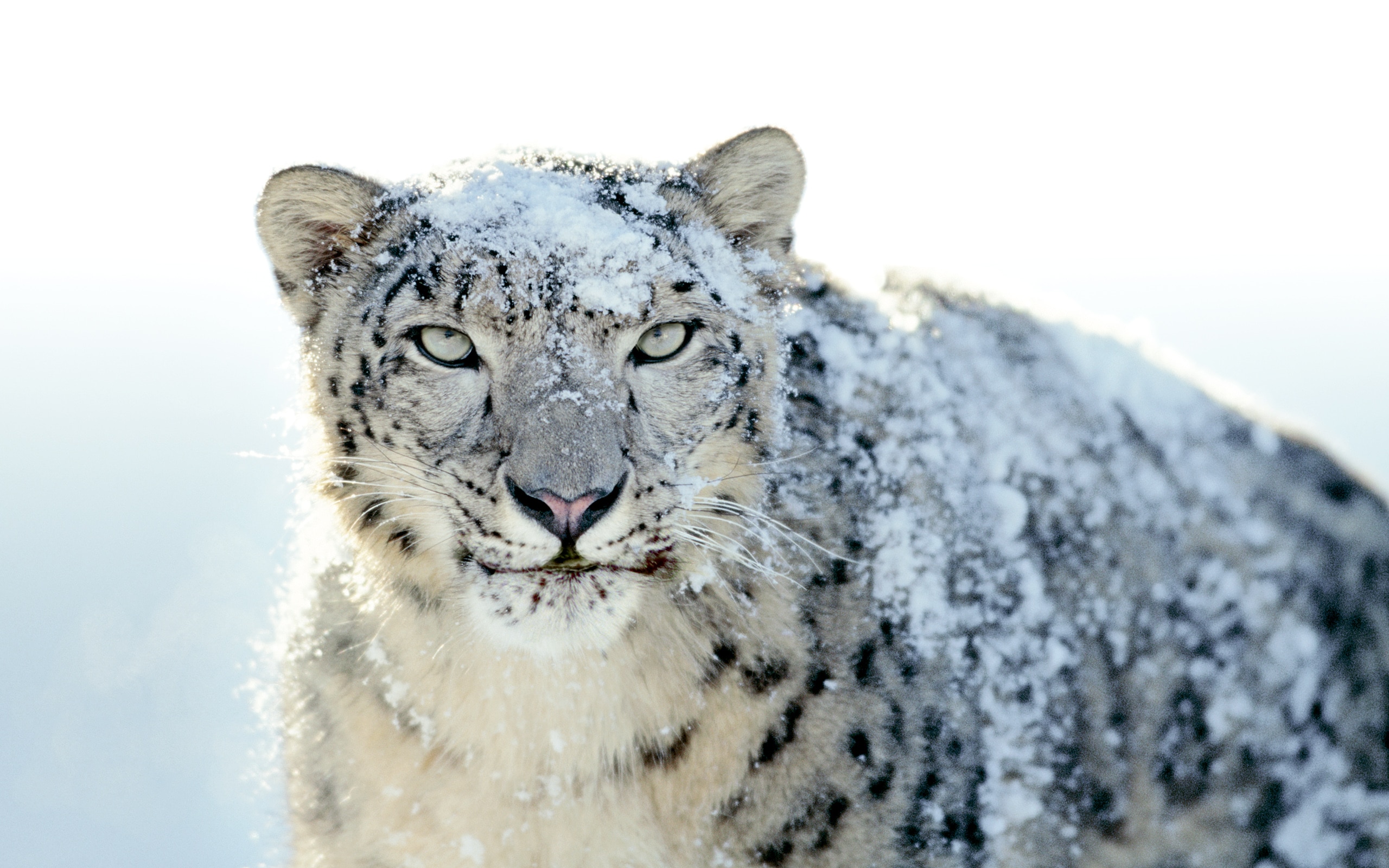 Snow Leopard Wallpapers Snow Leopard Wallpapers