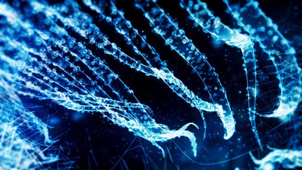 Pororoca – Amazingly Designed & Animated Fiction Sea Organisms Pororoca – Amazingly Designed & Animated Fiction Sea Organisms