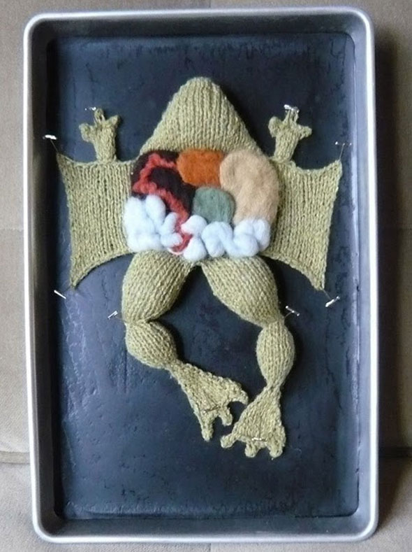 Dissected Frogs Never Looked So Cute! Dissected Frogs Never Looked So Cute!