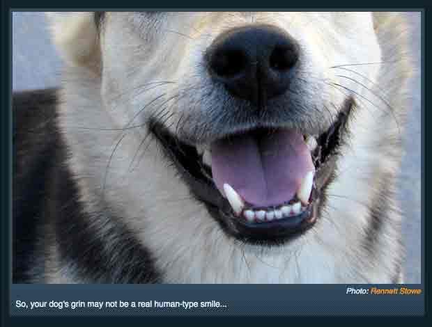 #LOL Can Animals Laugh Out Loud Like We Do? #LOL Can Animals Laugh Out Loud Like We Do?