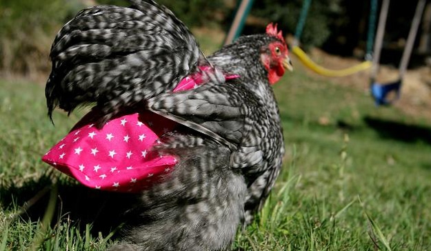 Introducing: A Diaper For Your Pet Chicken Introducing: A Diaper For Your Pet Chicken
