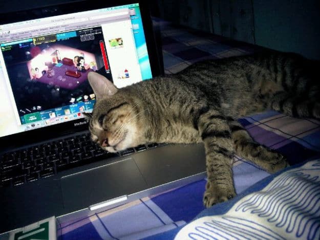 10 Life Lessons We Can Learn From Our Pets! 10 Life Lessons We Can Learn From Our Pets!