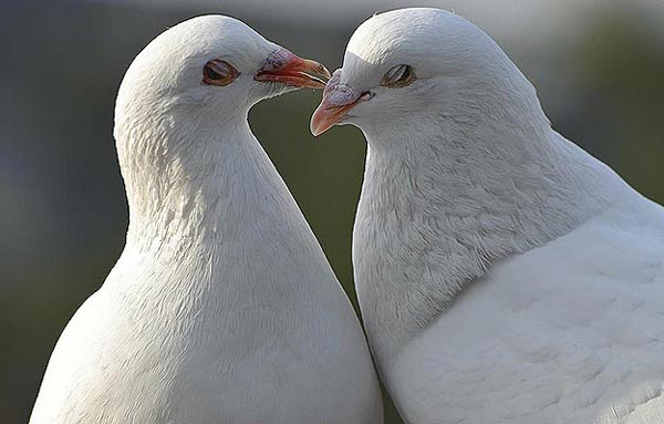 6 Benefits Of Being Positive On Twitter 6 Benefits Of Being Positive On Twitter