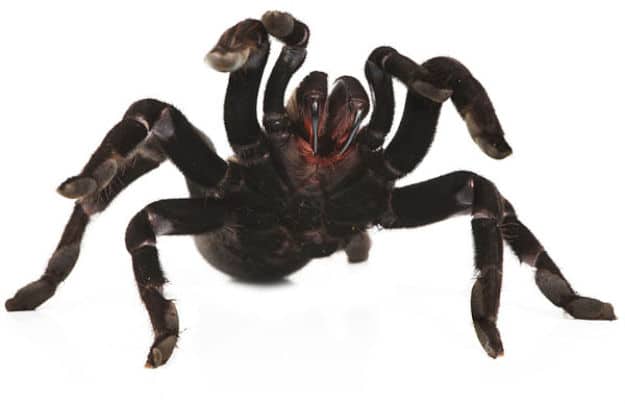 A New Tasty Snack: Crunchy Oven Baked Tarantulas