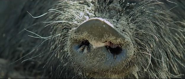 Angry Birds: The Movie (Trailer) Angry Birds: The Movie (Trailer)