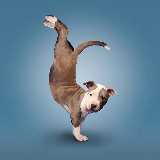 Yoga For Dogs: Gotta Keep Those Paws Strong