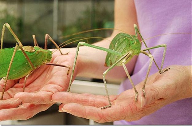 The World’s 8 Biggest Baddest Fugliest Bugs The World’s 8 Biggest Baddest Fugliest Bugs