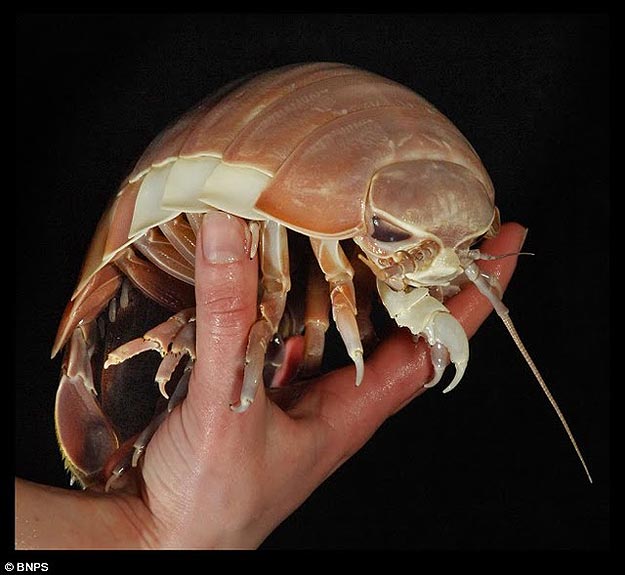 The World's 8 Biggest Baddest Fugliest Bugs | Bit Rebels