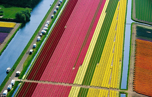 Tulipmania: An Inspiring Field Of 3 Billion Tulips Tulipmania: An Inspiring Field Of 3 Billion Tulips