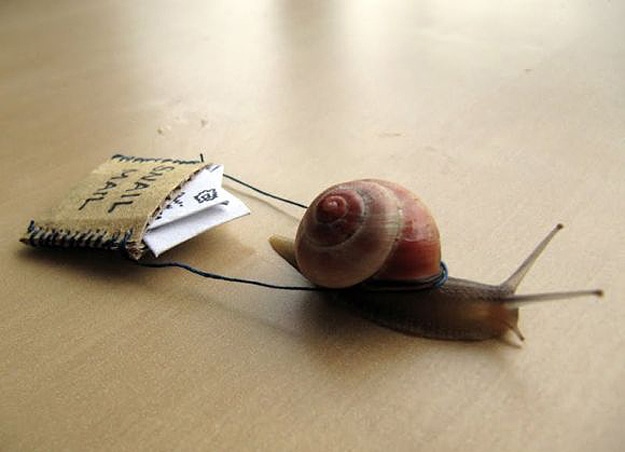 Real Snail Mail: Get Your Mail Delivered By Real Snails Real Snail Mail: Get Your Mail Delivered By Real Snails