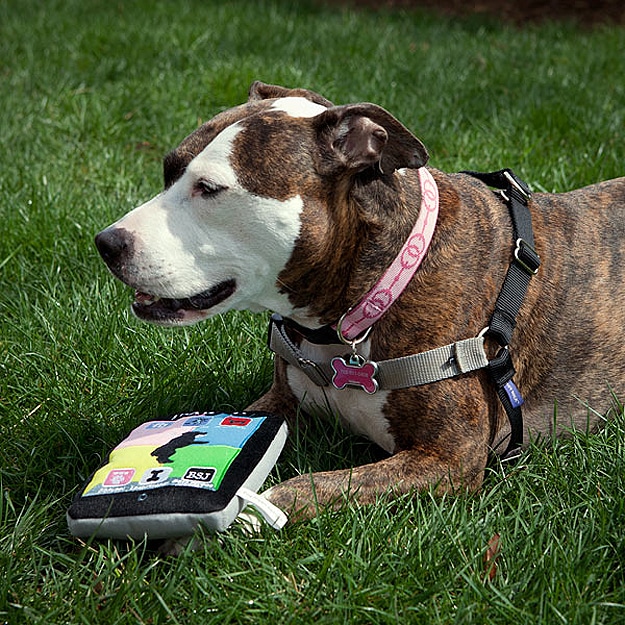 iPaw’d: The iPad Made For Tech Savvy Dogs iPaw’d: The iPad Made For Tech Savvy Dogs