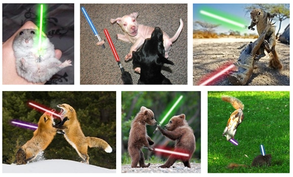 When Animals Go Star Wars On Each Other… When Animals Go Star Wars On Each Other…