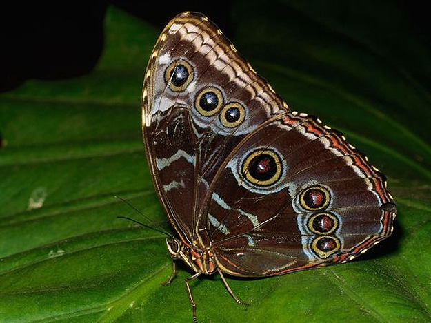 Nature’s Gift: 9 Beautiful Butterfly Wing Patterns