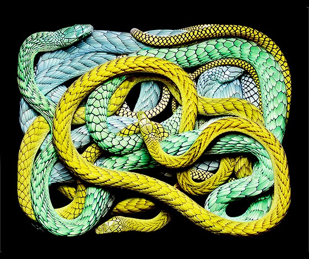 most colorful snake in the world