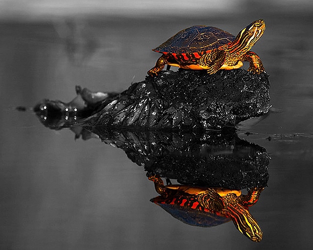 The Beauty Of Selective Color Photography [10 Pics]