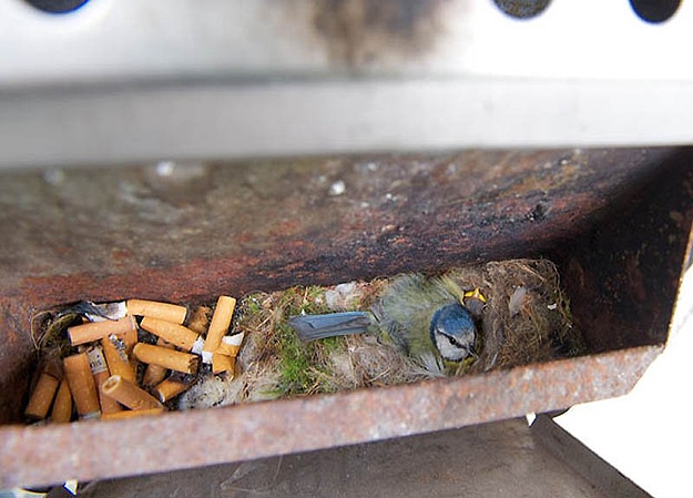 12 Bird Nests In Unusual Places: Get Inspired By Nature