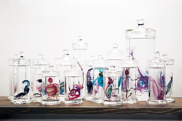 Science: Preserved Fish Become Colorful Art Pieces Science: Preserved Fish Become Colorful Art Pieces