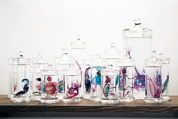 Science: Preserved Fish Become Colorful Art Pieces