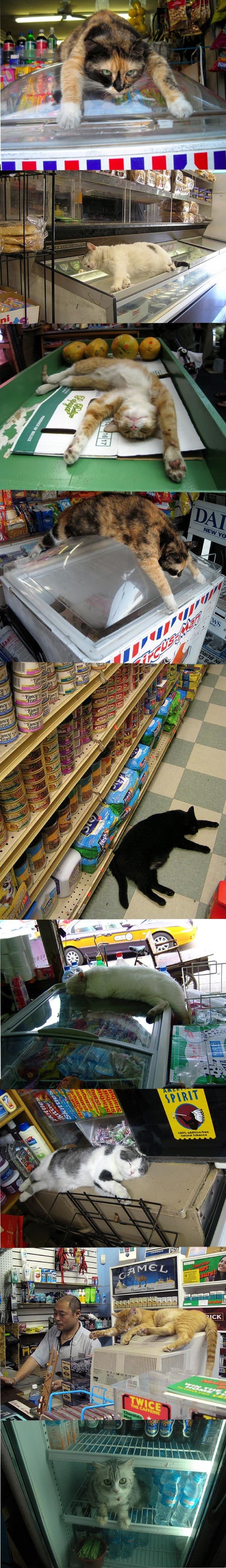 How Cats Cool Down During Hot Summer Days How Cats Cool Down During Hot Summer Days