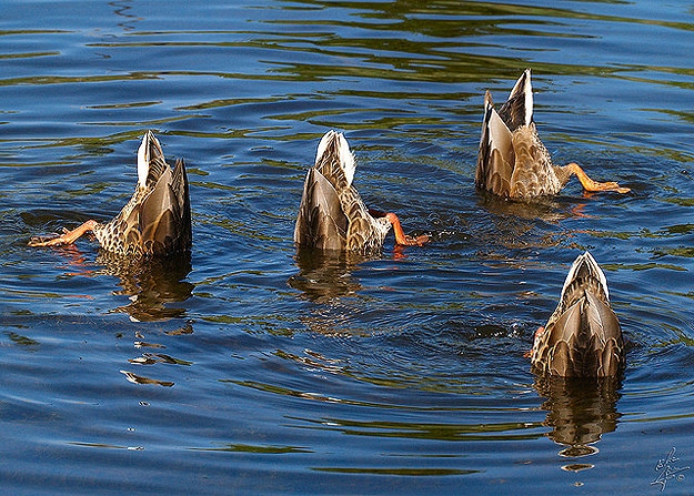 Animals Show Off Their Synchronized Swimming Skills Animals Show Off Their Synchronized Swimming Skills