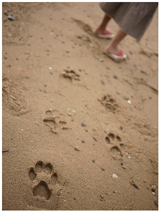 Have Fun Making Pawprints In The Sand Have Fun Making Pawprints In The Sand