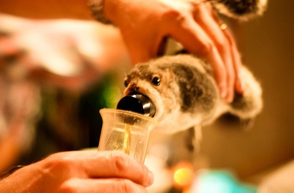 The World’s Most Shocking Beer (Made With Roadkill)