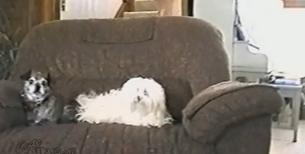 Cuddle Fail: When A Dog Gets Statically Charged