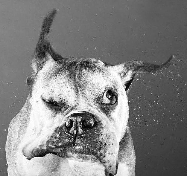 Unique Photography: Dogs Shake Off Water In Slow Motion
