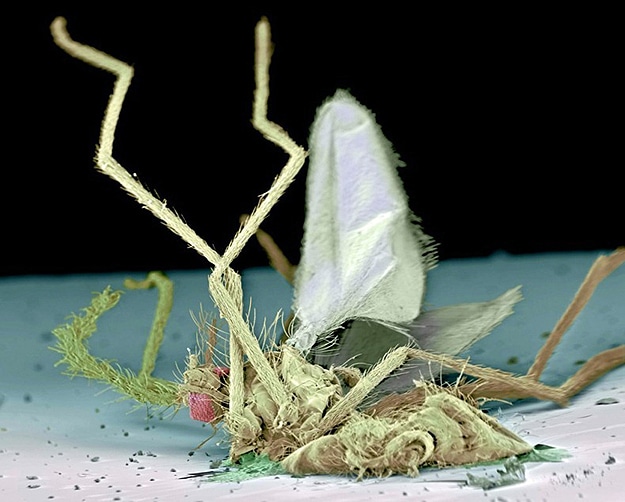 Photography: Squished Bugs Peeled From A Car Windshield