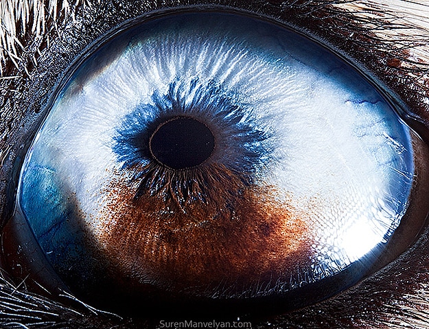Miracle Of Nature: Close Up Photographs Of Animal Eyes Miracle Of Nature: Close Up Photographs Of Animal Eyes