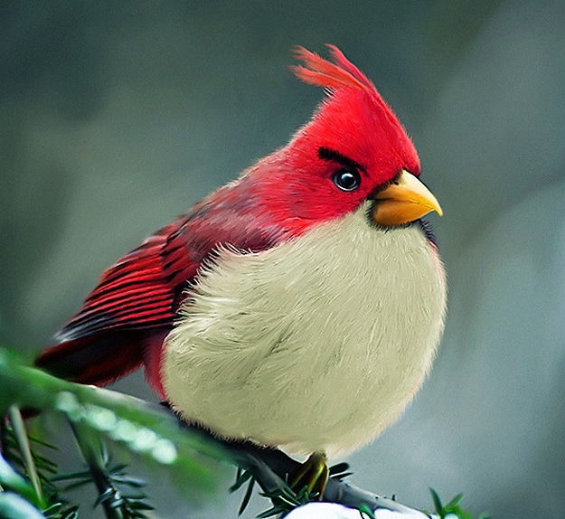 Illustration: IRL Angry Birds Right In Your Own Backyard Illustration: IRL Angry Birds Right In Your Own Backyard