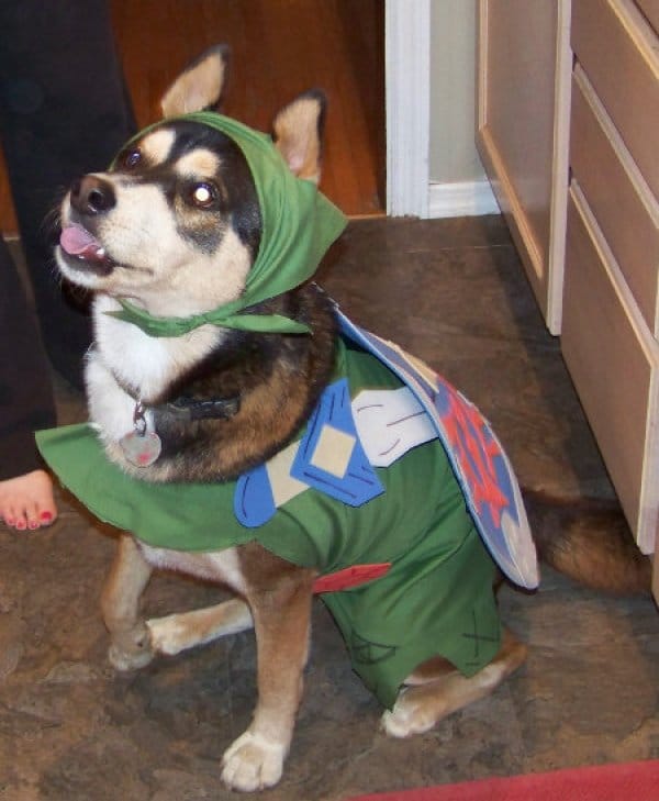 Creative Dog Costumes: When Cosplay Isn’t Just For Humans Creative Dog Costumes: When Cosplay Isn’t Just For Humans