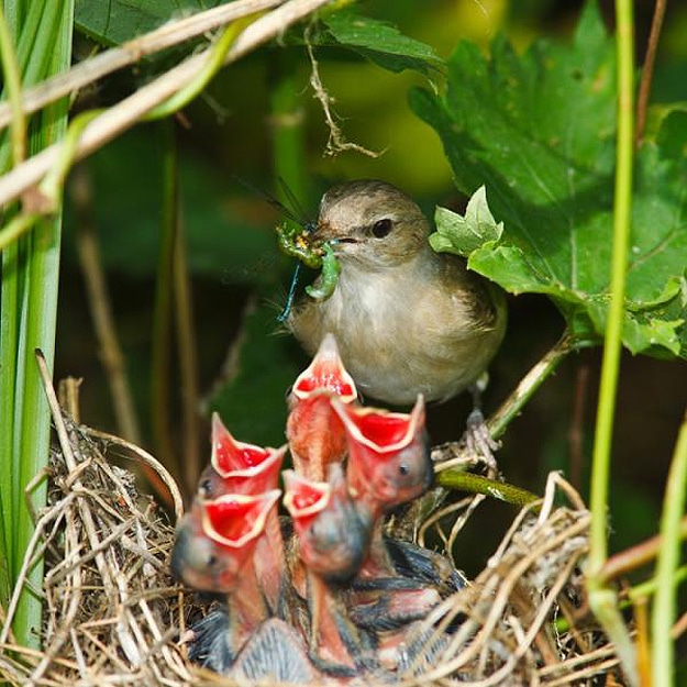 Mama Birds Feeding Baby Birds: 8 Heart Warming Photos Mama Birds Feeding Baby Birds: 8 Heart Warming Photos