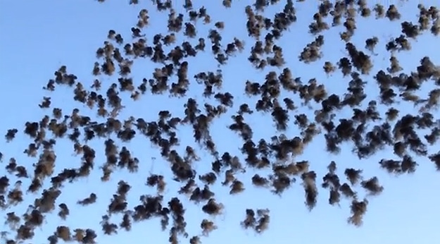 Colorful Daytime Fireworks Created With 8,000 Military Shells Colorful Daytime Fireworks Created With 8,000 Military Shells