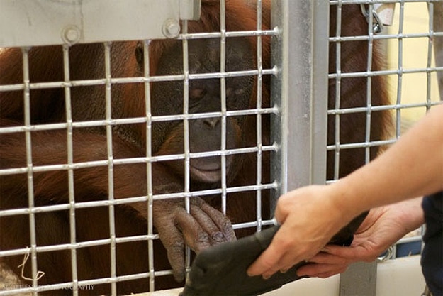Apps For Apes: Even Orangutans Like Playing With iPads