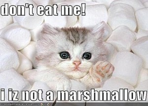 Cats Are For Saturdays Internet