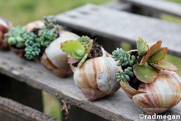 DIY Mini Gardens That Grow Inside Your Favorite Seashells DIY Mini Gardens That Grow Inside Your Favorite Seashells