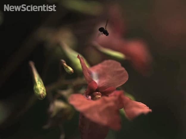 A Fly Doing A Somersault: Award-Winning 16 Second Video