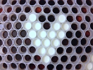 Project With The Kids