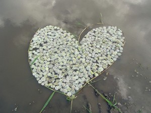 Heart Photography Found Outside