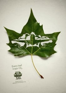 Airplane Carved In A Leaf