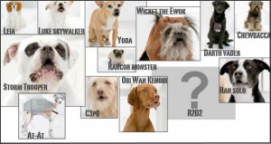 Volkswagen Dog Star Wars Theme