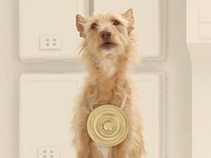 Volkswagen Dog Star Wars Theme