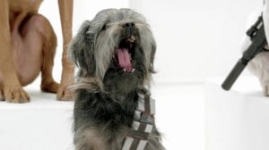 Volkswagen Dog Star Wars Theme