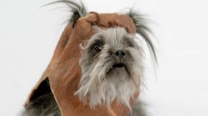 Volkswagen Dog Star Wars Theme