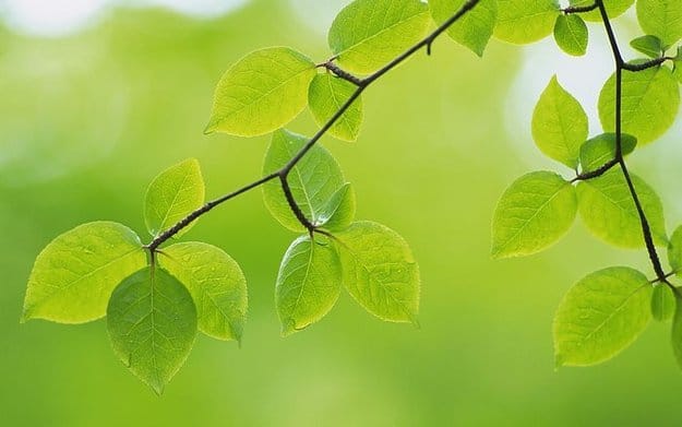 Leaf on tree branch