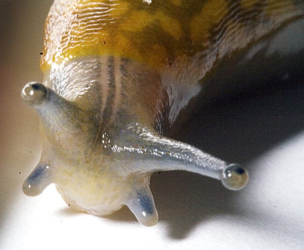 Slug Slime: Coming To A Hospital Near You?