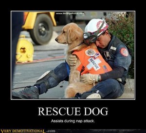 Dog-Loyalty-Best-Friend