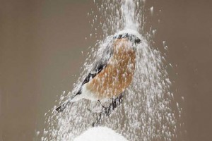 Recycled-Objects-Bird-Houses